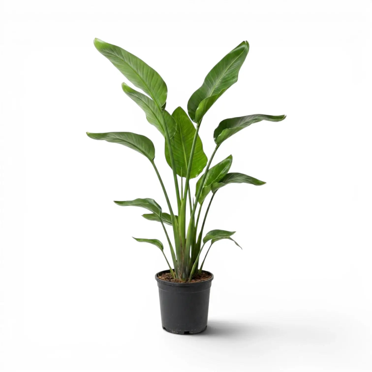 Große Strelitzia nicolai im Kulturtopf vor weißem Hintergrund