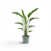 Mittelgroße Strelitzia nicolai im Kulturtopf vor weißem Hintergrund