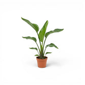 Kleine Strelitzia nicolai im Kulturtopf vor weißem Hintergrund