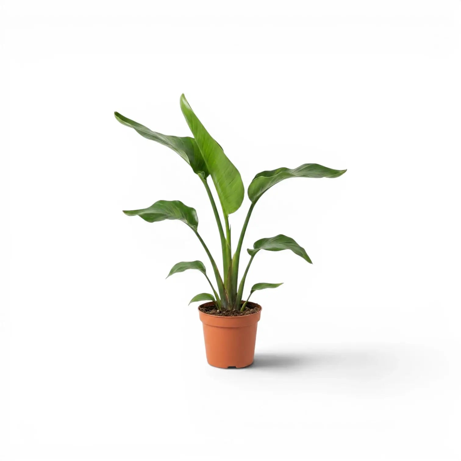 Kleine Strelitzia nicolai im Kulturtopf vor weißem Hintergrund