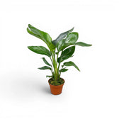 Kleine Strelitzia nicolai im Kulturtopf vor weißem Hintergrund