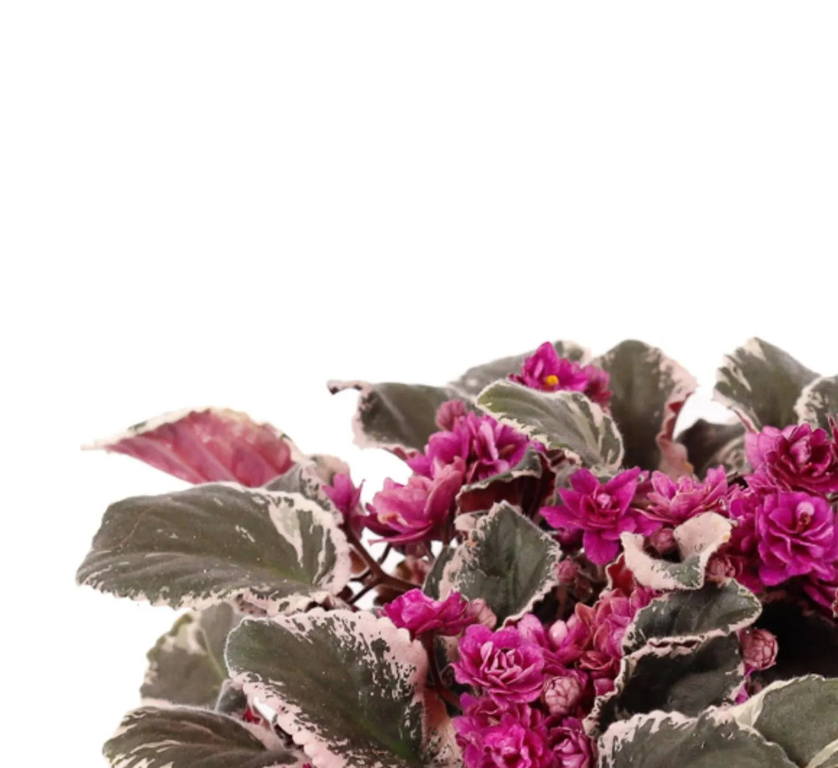 Saintpaulia 'Hovariagata' – Variegated African Violet Rosette