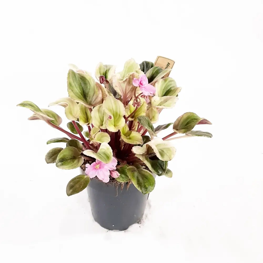Streptocarpus sect. Saintpaulia 'Tiamat' vor weißem Hintergrund, Produktfoto 2.