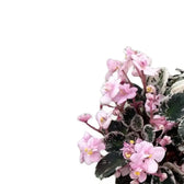 Streptocarpus sect. Saintpaulia 'Little Love Pink' main product photo on white background.