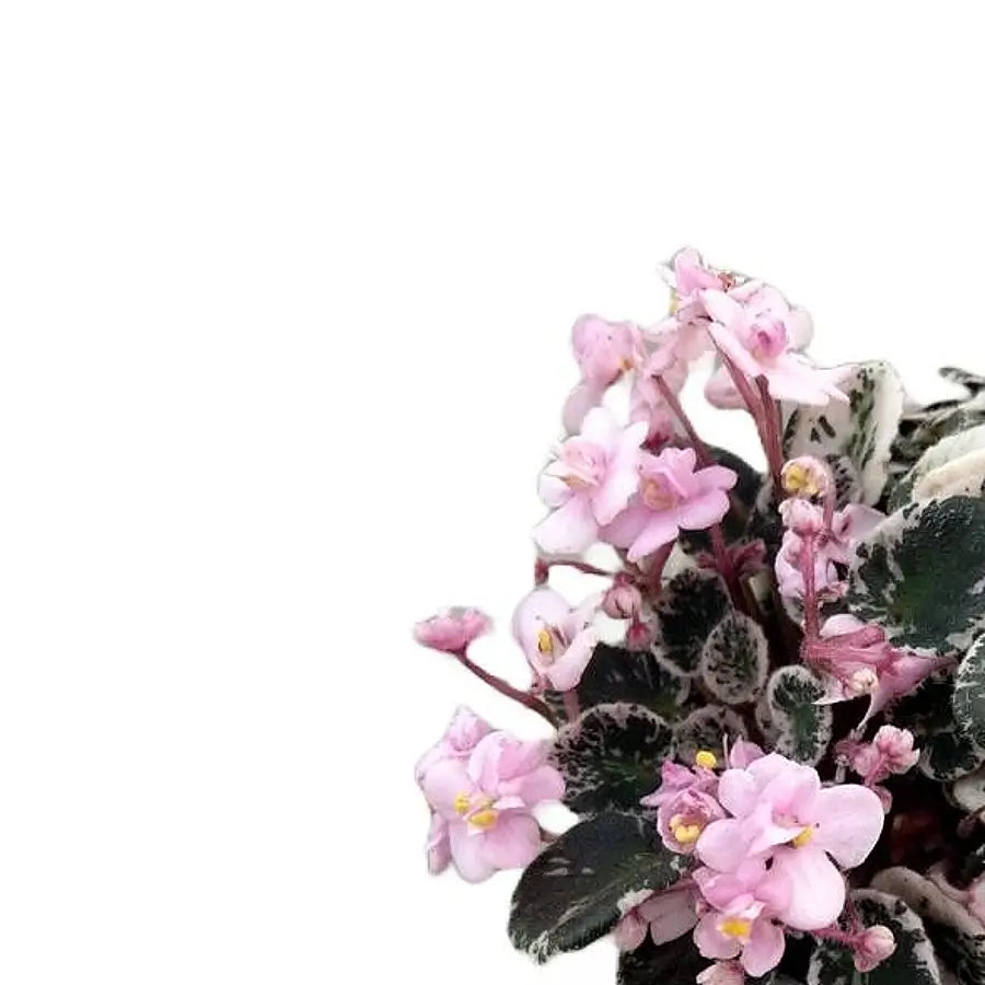 Streptocarpus sect. Saintpaulia 'Little Love Pink' Hauptproduktfoto vor weißem Hintergrund.