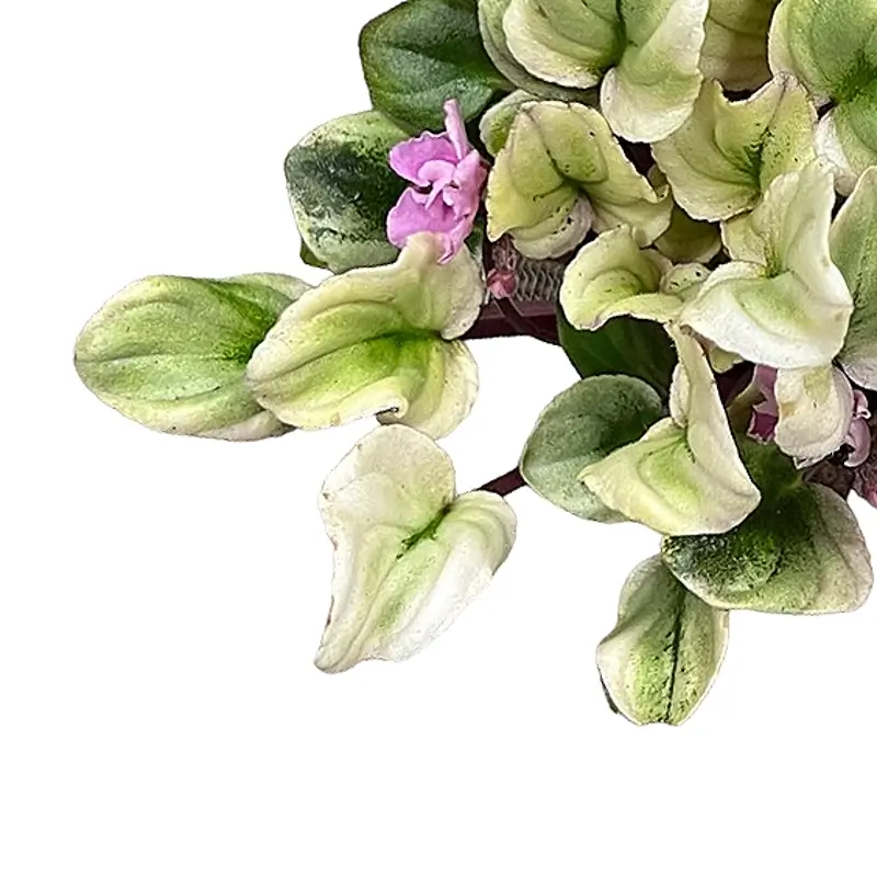 Streptocarpus sect. Saintpaulia 'Tiamat' Hauptproduktfoto vor weißem Hintergrund.