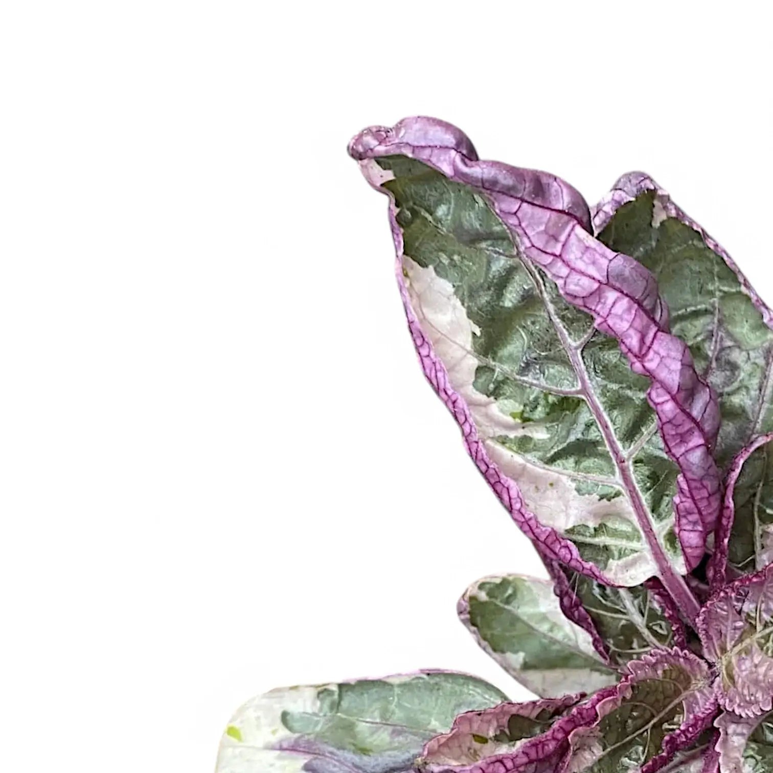 Nahaufnahme eines Blatts von Strobilanthes alternata 'Snow White' vor weißem Hintergrund.