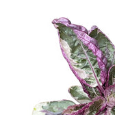 Strobilanthes alternata 'Snow White' close-up of leaf on white background.