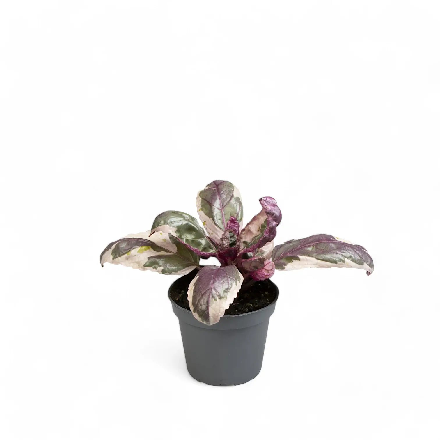 Strobilanthes alternata 'Snow White' – Zimmerpflanze im Kulturtopf auf weißem Hintergrund, Produktfoto 2.