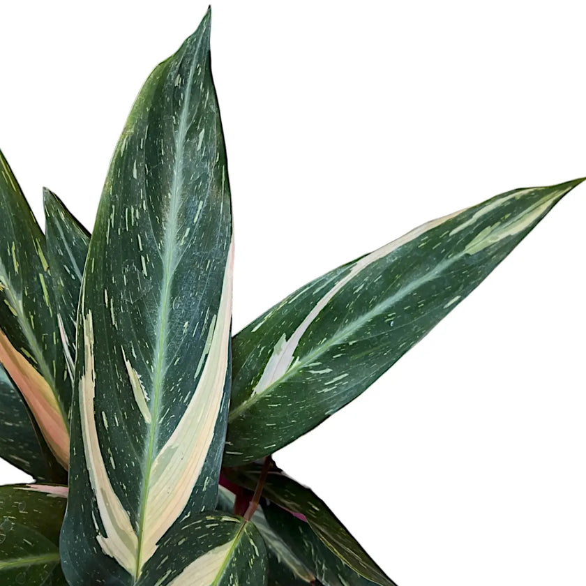 Stromanthe thalia 'Magic Star' close-up of leaf on white background.