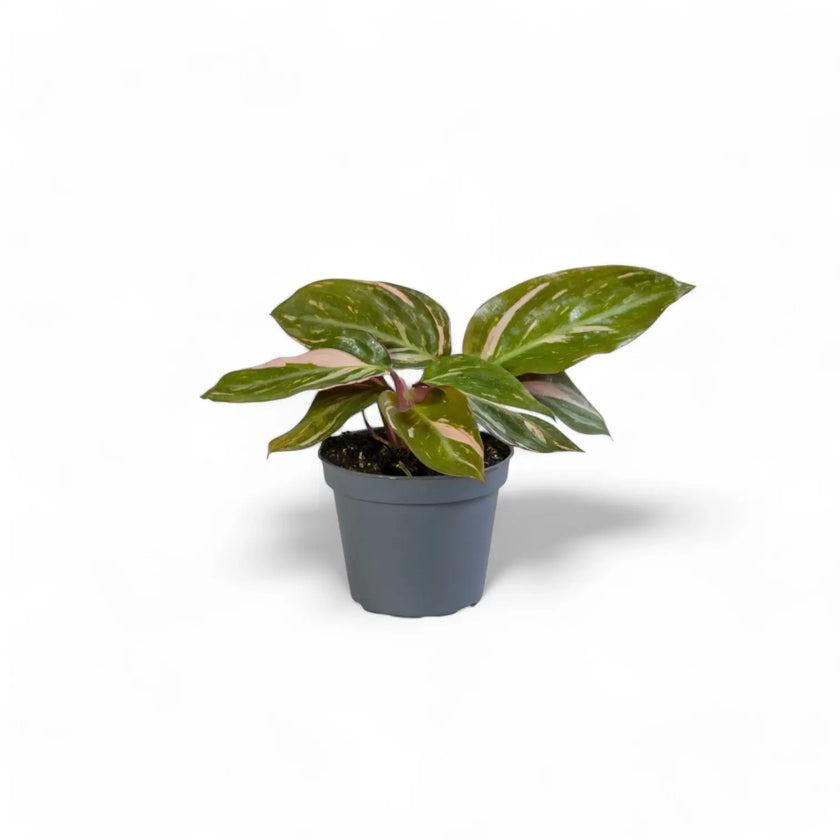 Stromanthe thalia 'Magic Star' potted plant in nursery pot on white background.