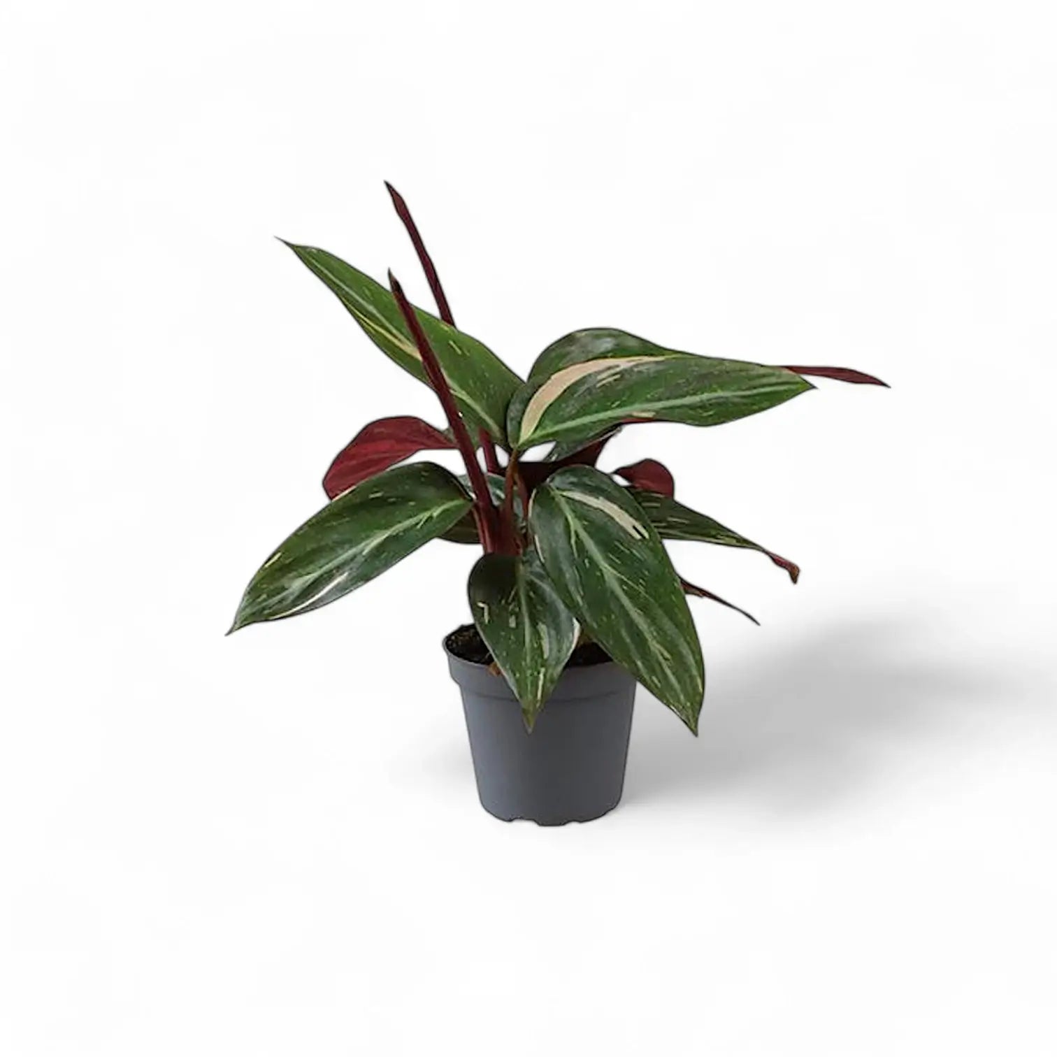 Stromanthe thalia 'Magic Star' – Zimmerpflanze im Kulturtopf auf weißem Hintergrund, Produktfoto 3.