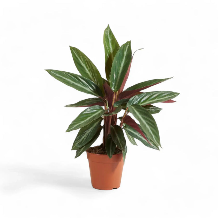Stromanthe thalia 'Stripestar' potted plant in nursery pot on white background.