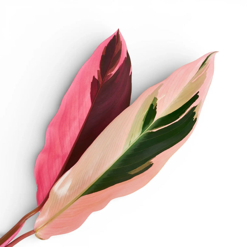 Stromanthe thalia 'Triostar' potted plant in nursery pot on white background.