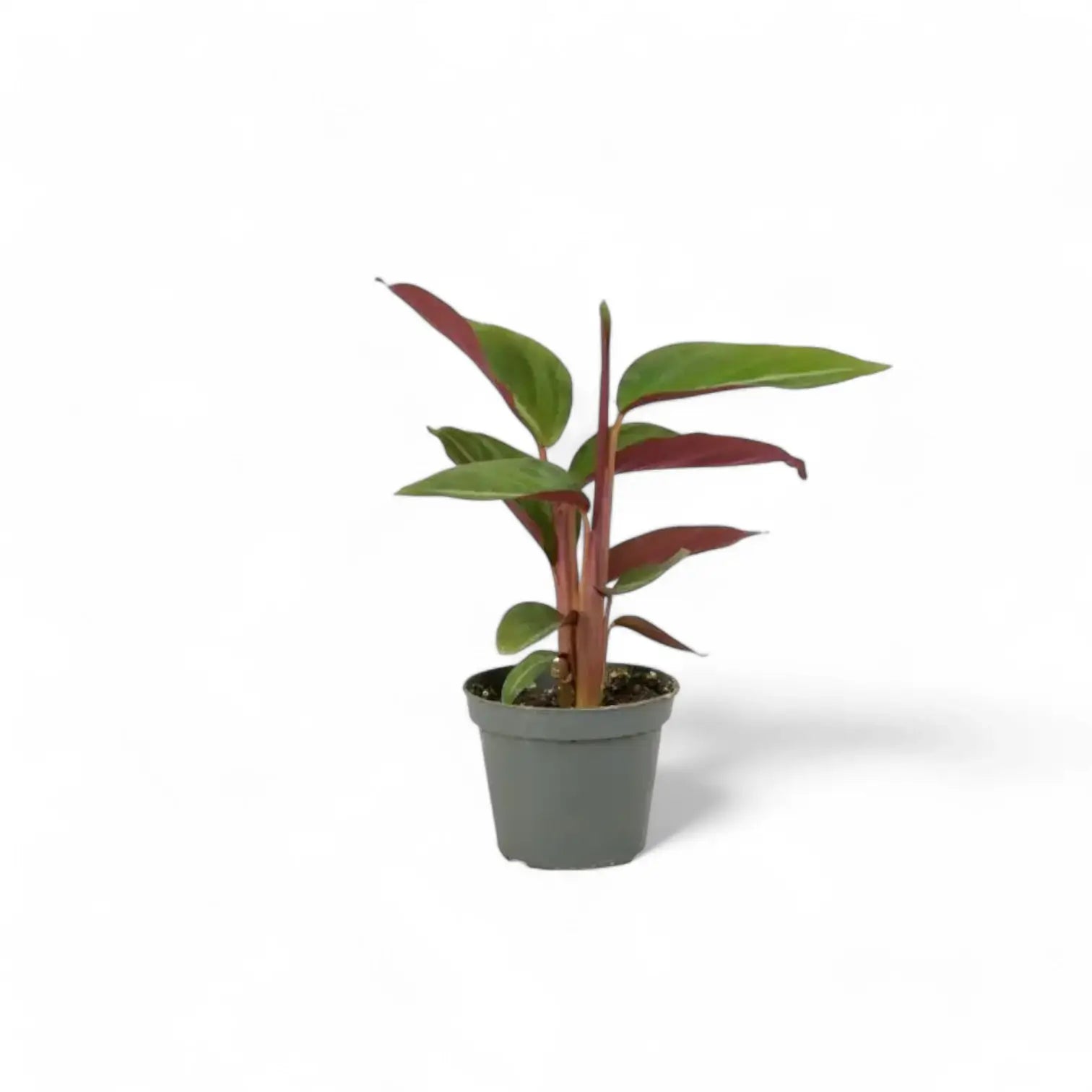 Stromanthe thalia 'Triostar' – Zimmerpflanze im Kulturtopf auf weißem Hintergrund, Produktfoto 3.