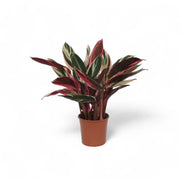 Stromanthe thalia 'Triostar' potted plant in nursery pot on white background.