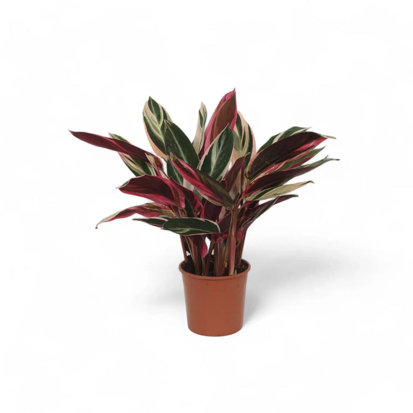 Stromanthe thalia 'Triostar' potted plant in nursery pot on white background.