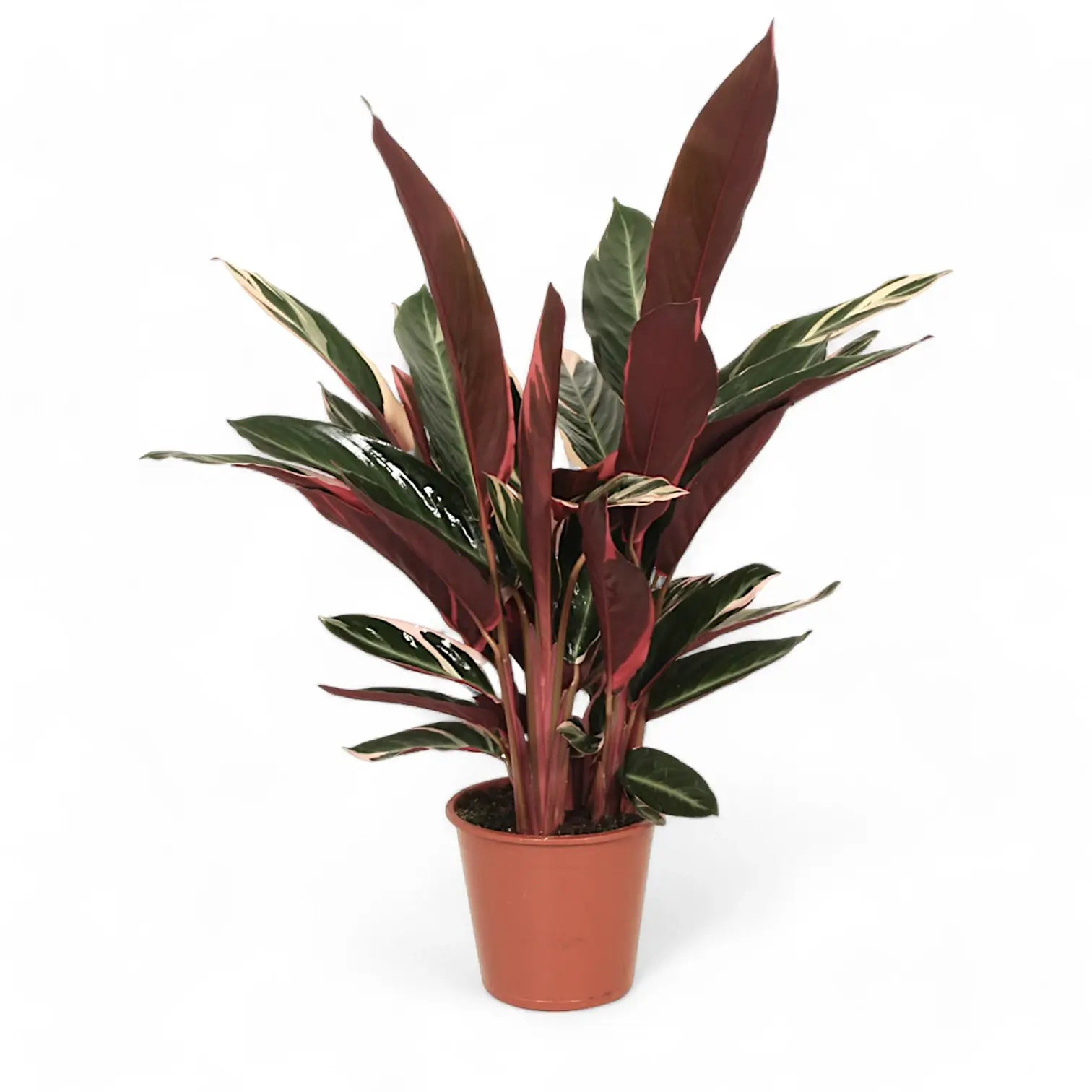 Stromanthe thalia 'Triostar' potted plant in nursery pot on white background.
