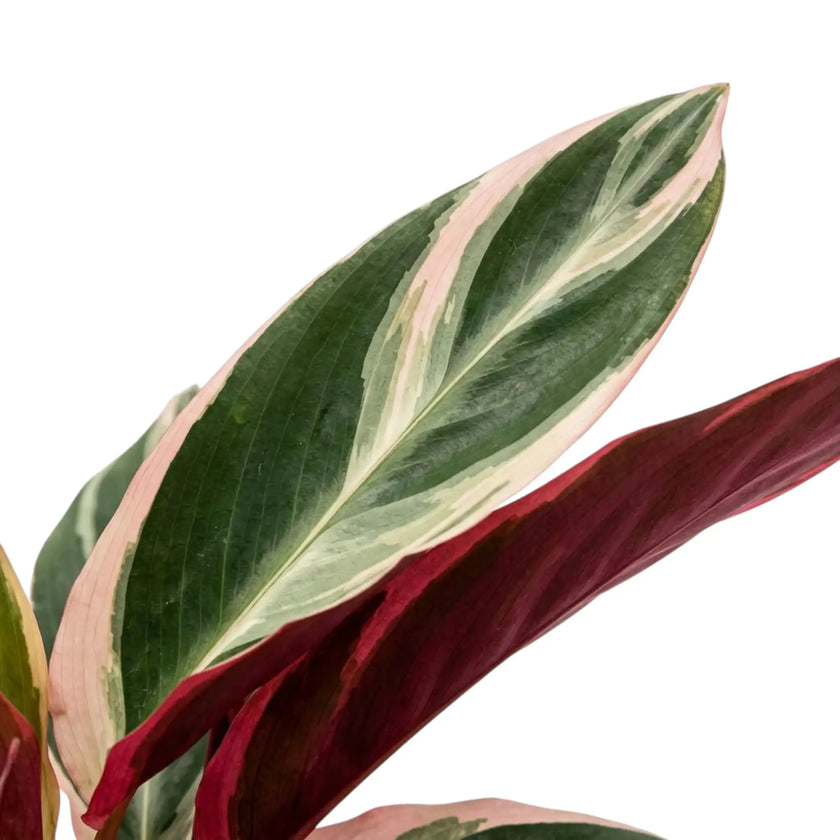 Blatt der Stromanthe thalia 'Triostar' mit cremeweißen Streifen und rosa Rand neben einer dunkelroten Blattunterseite