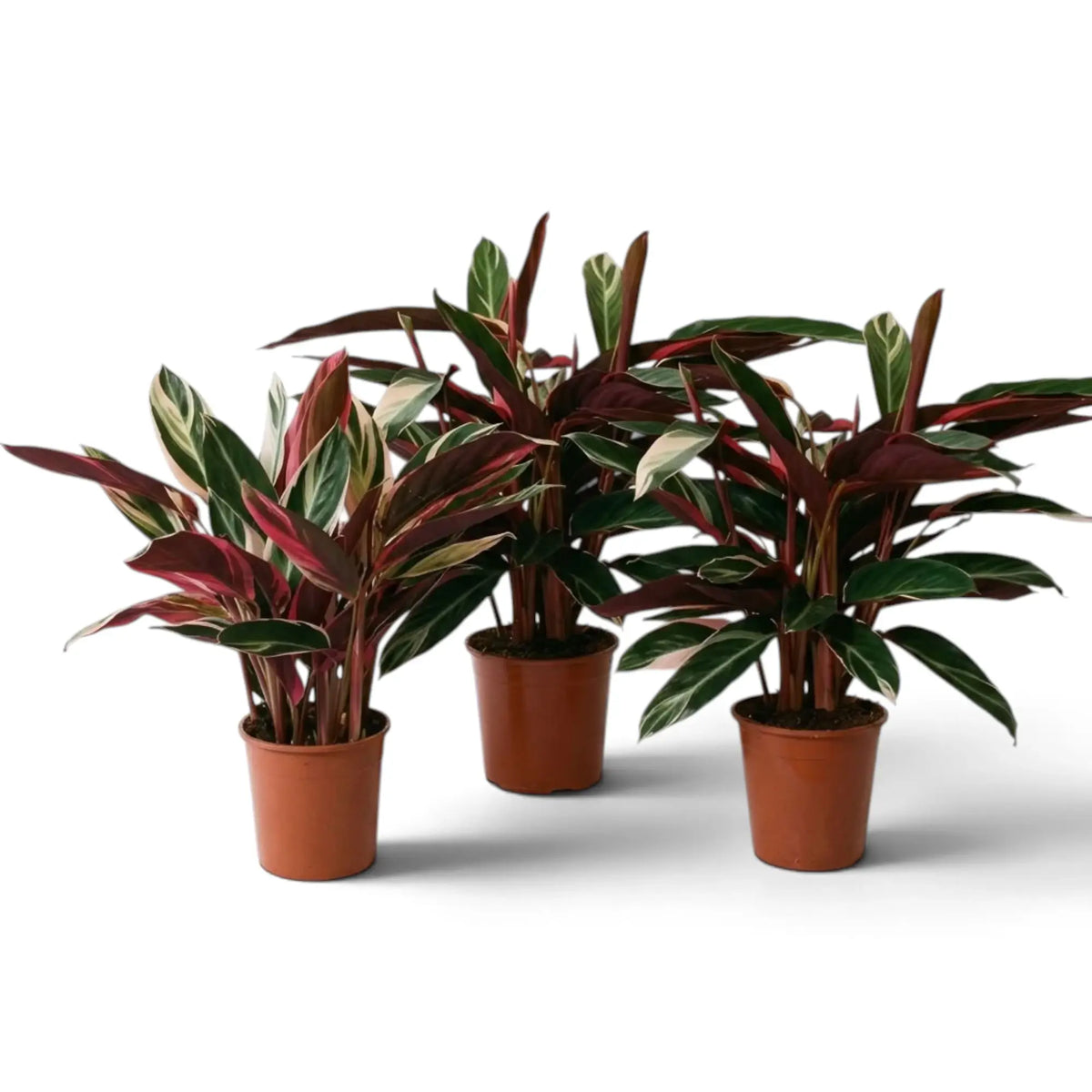 Drei Stromanthe thalia 'Triostar' mit grün, cremeweiß und rosa gemusterten Blättern und dunkelroten Unterseiten