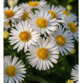Symphyotrichum dumosum 'Apollo' – Nahaufnahme.