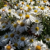 Symphyotrichum dumosum 'Apollo' – Nahaufnahme.