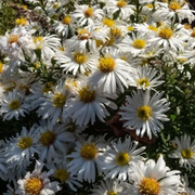 Symphyotrichum dumosum 'Apollo' – Nahaufnahme.