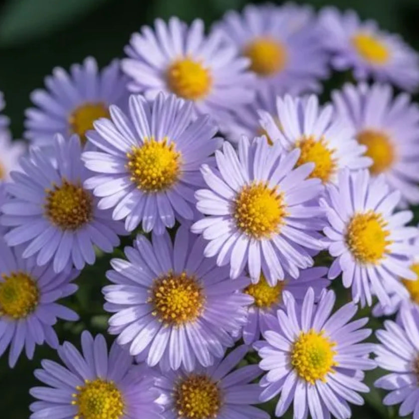Symphyotrichum dumosum 'Professor Anton Kippenberg' – Nahaufnahme.