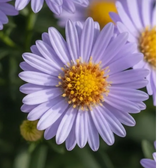Symphyotrichum dumosum 'Professor Anton Kippenberg' – Detailaufnahme.