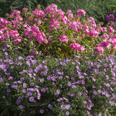 Symphyotrichum dumosum 'Professor Anton Kippenberg' – Nahaufnahme.