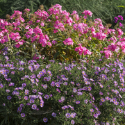 Symphyotrichum dumosum 'Professor Anton Kippenberg' – Nahaufnahme.