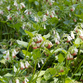 Symphytum grandiflorum close-up detail.
