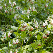 Symphytum grandiflorum – Nahaufnahme.