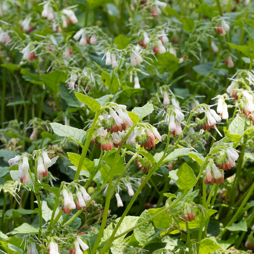 Symphytum grandiflorum close-up detail.