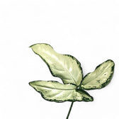 Syngonium angustatum 'Little star' leaf detail on white background.