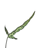 Syngonium angustatum 'Ribbon' close-up of leaf on white background.