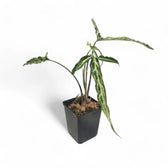 Syngonium angustatum 'Ribbon' potted plant in nursery pot on white background.