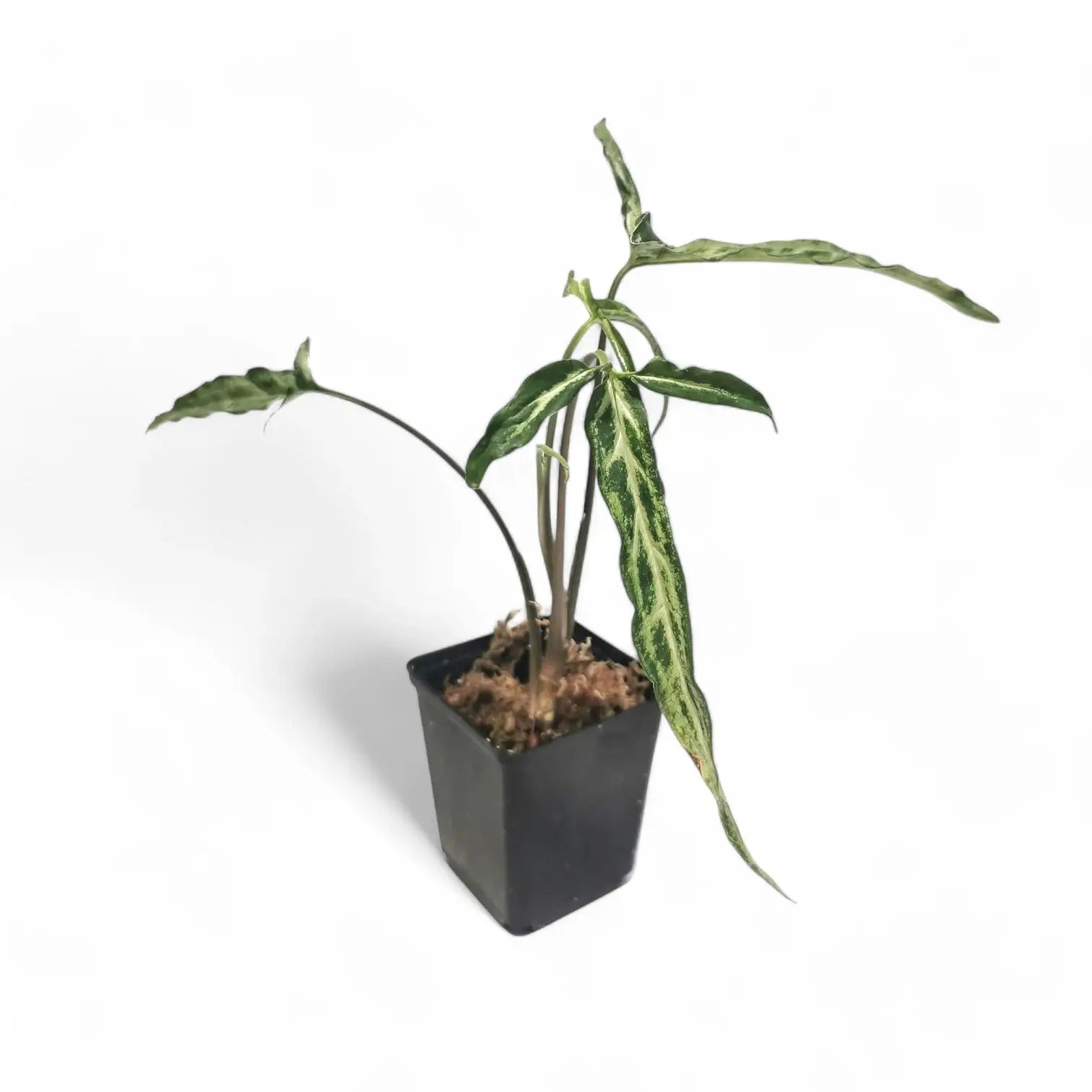 Syngonium angustatum 'Ribbon' potted plant in nursery pot on white background.