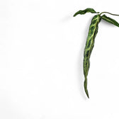 Syngonium angustatum 'Ribbon' potted plant in nursery pot on white background.