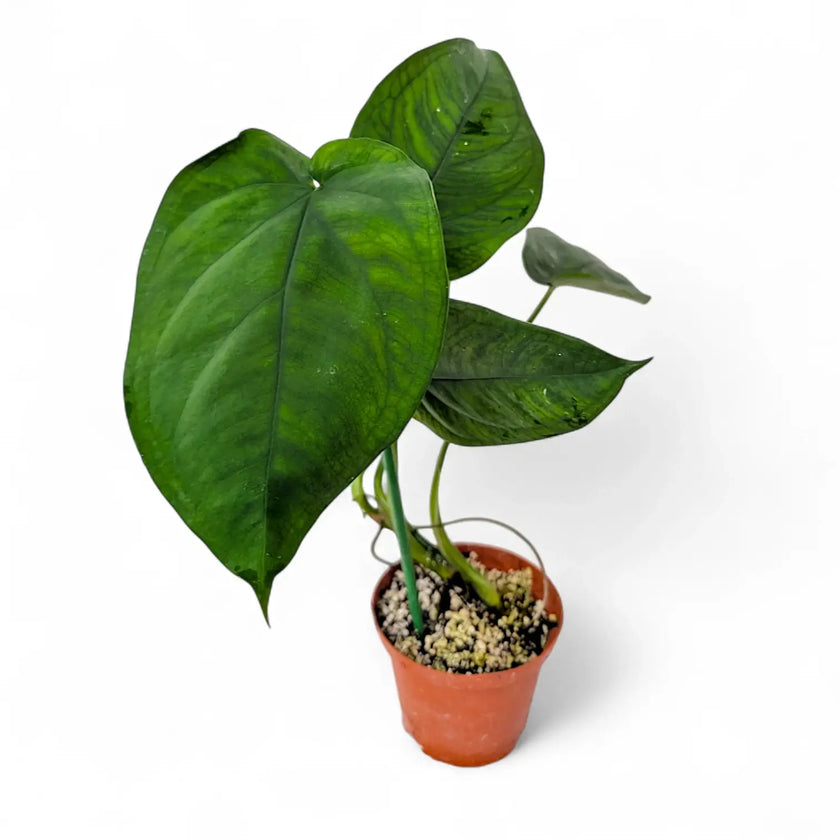 Syngonium chiapense potted plant in nursery pot on white background.