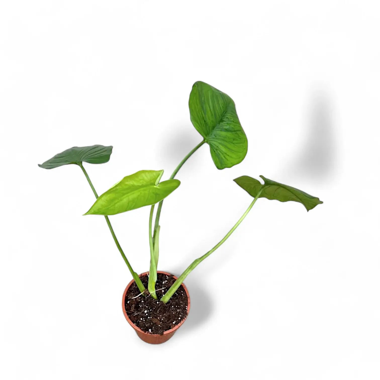 Syngonium chiapense potted plant in nursery pot on white background.