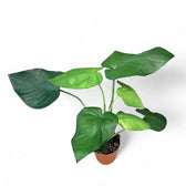 Syngonium chiapense potted plant in nursery pot on white background.