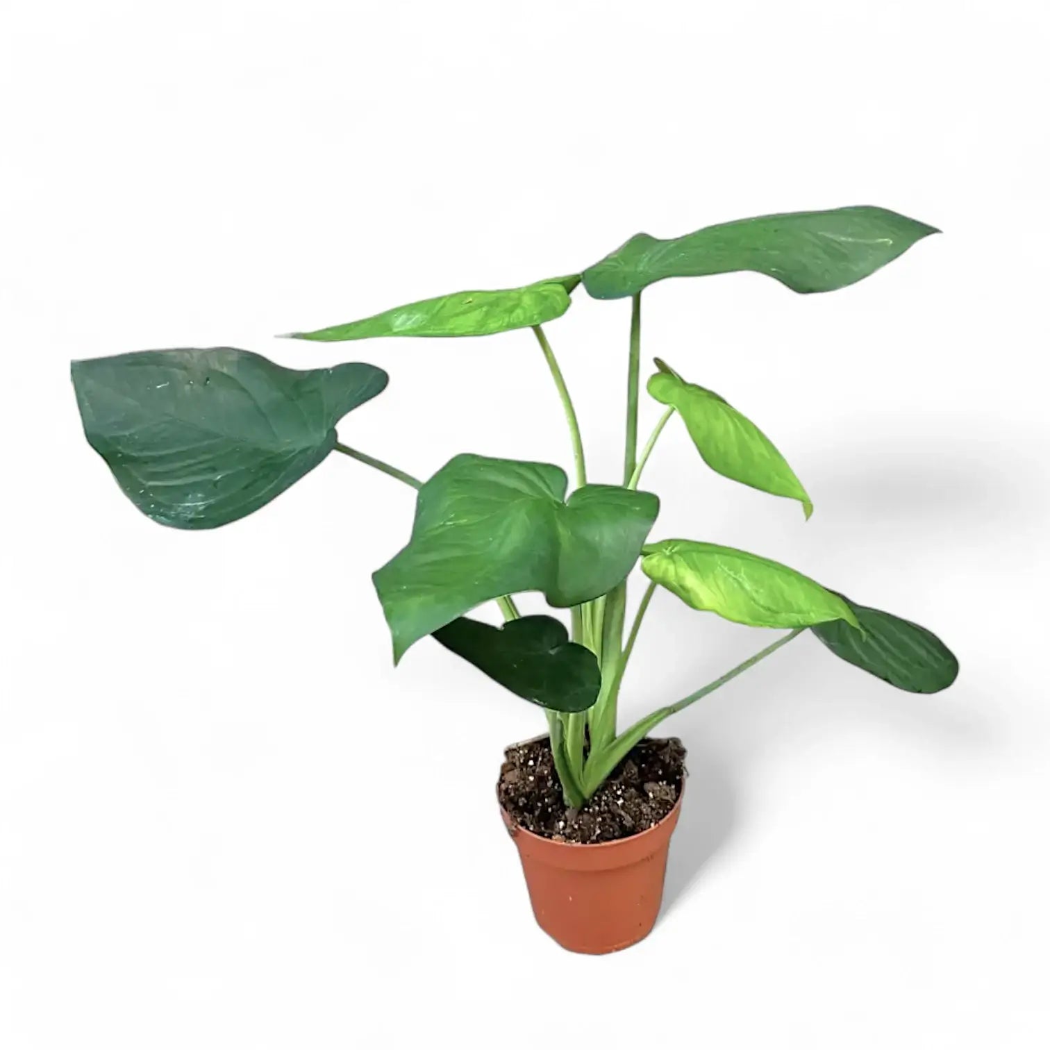 Syngonium chiapense potted plant in nursery pot on white background.