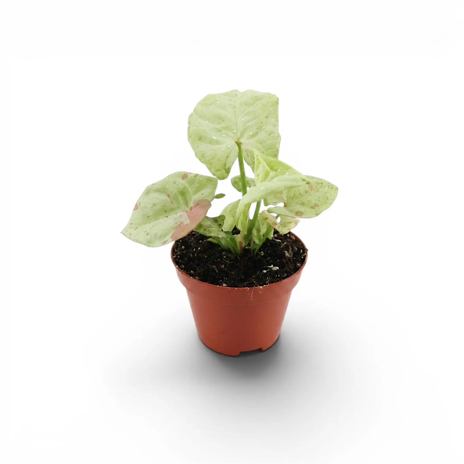 Syngonium Confetti baby plant with pink-speckled leaves in a nursery pot.