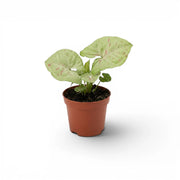 Syngonium Confetti baby plant with pink-speckled leaves in a nursery pot.