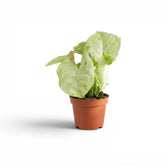 Syngonium Confetti baby plant with pink-speckled leaves in a nursery pot.