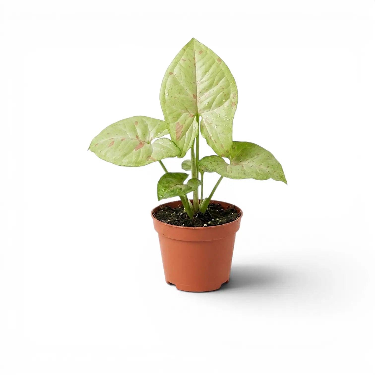 Syngonium Confetti baby plant with pink-speckled leaves in a nursery pot.