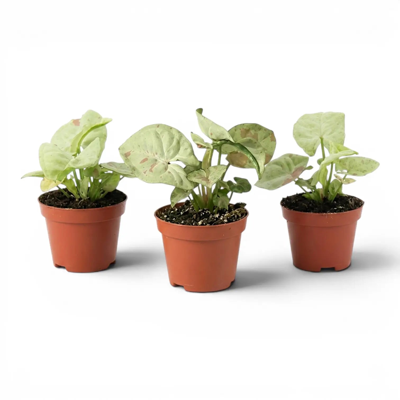 Syngonium Confetti baby plant with pink-speckled leaves in a nursery pot.