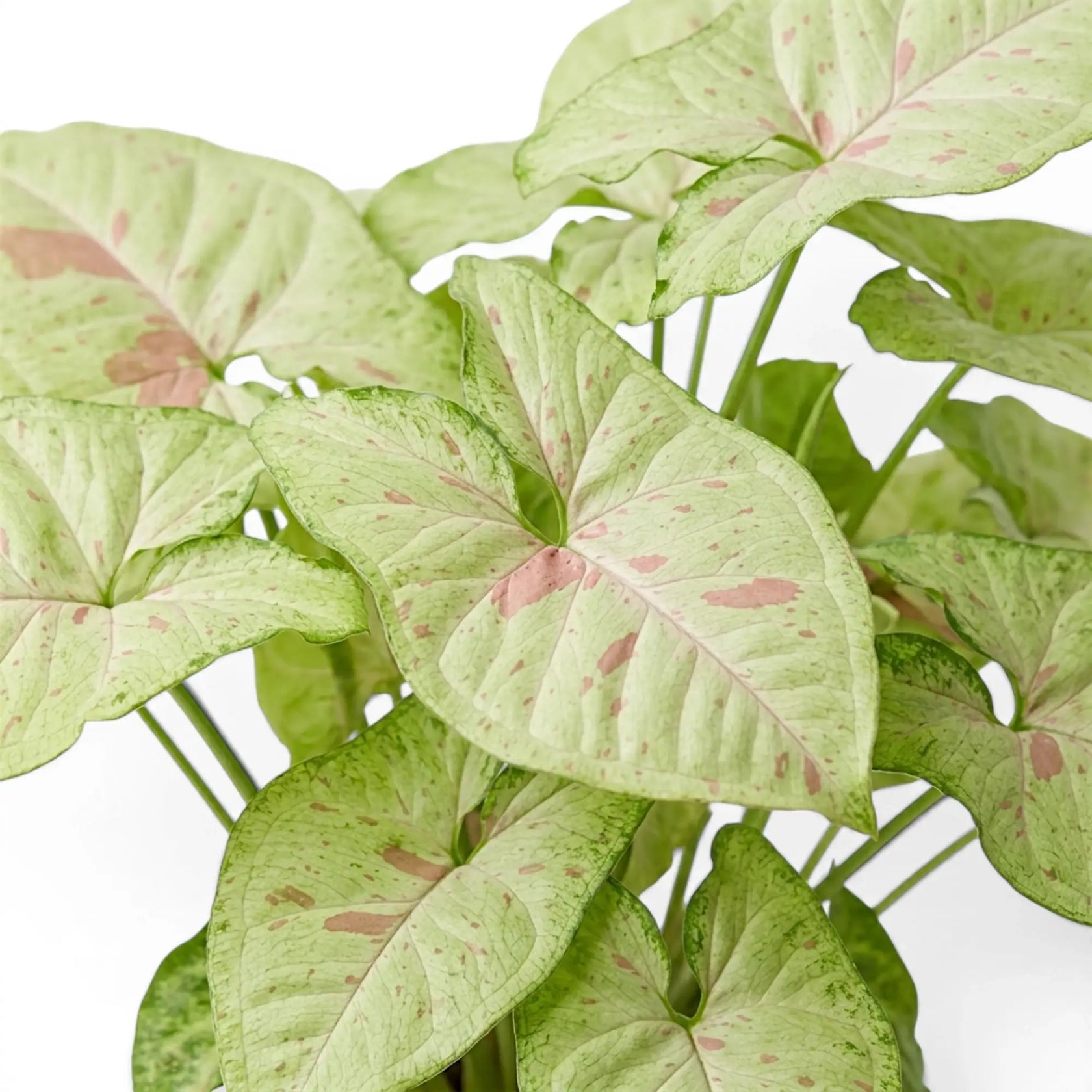 Syngonium Confetti foliage close-up with pink-speckled green leaves.