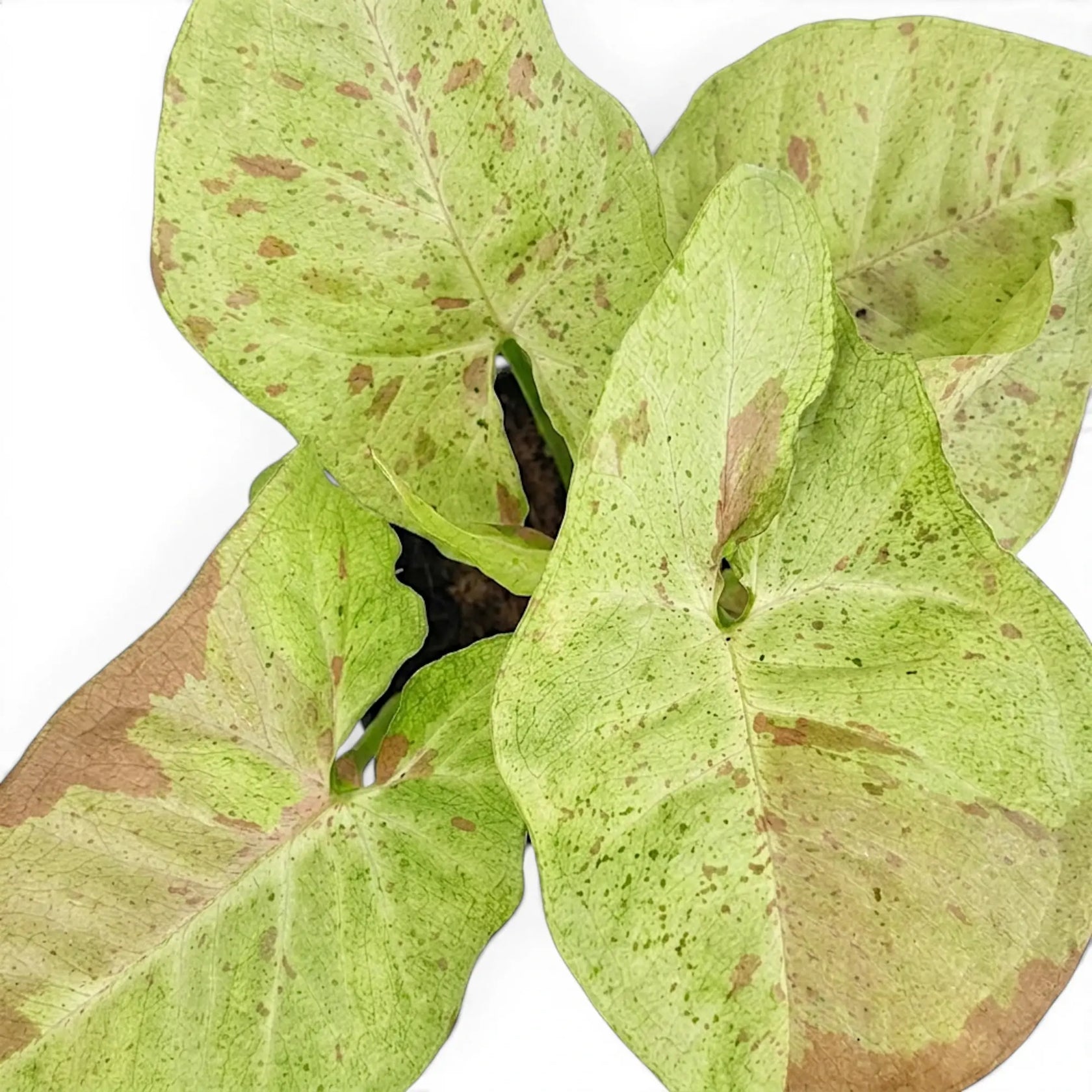 Syngonium Confetti foliage close-up with pink-speckled green leaves.